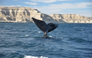 La Península de Valdés