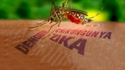 OMS y OMT emitieron comunicados sobre el virus del Zika