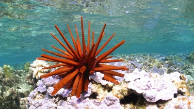 Un erizo de mar rojo en las aguas de la reserva marina de Hawai.