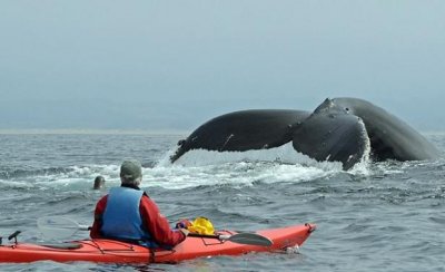 Rechazaron creaci&oacute;n de santuario para ballenas en el Atl&aacute;ntico Sur