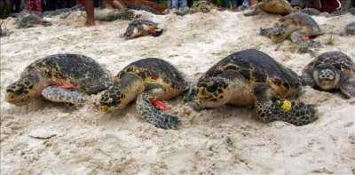 El sur de Honduras, un para&iacute;so vivo