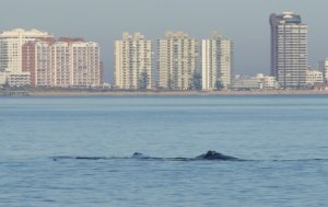 Locura por las ballenas en Punta del Este