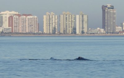 Locura por las ballenas en Punta del Este