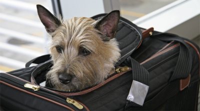 A bordo: Nueva York tendr&aacute; el primer aeropuerto para animales