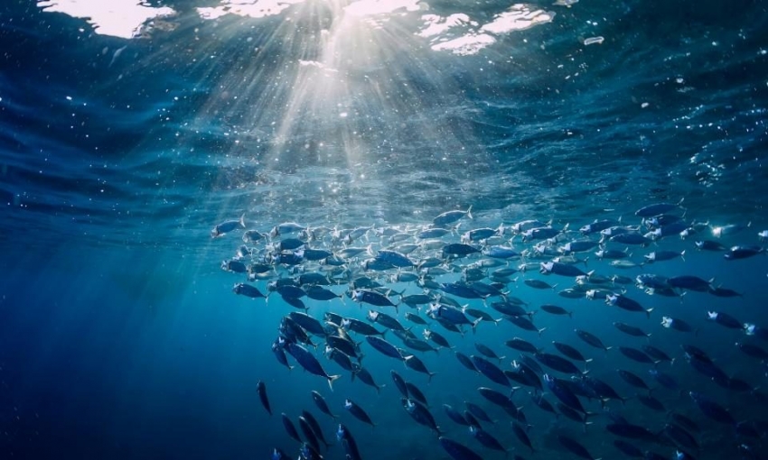 Los l&iacute;deres del turismo piden una acci&oacute;n urgente para proteger los oc&eacute;anos