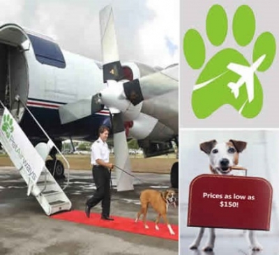  Una aerol&iacute;nea para mascotas ya vuela a 5 ciudades de EE.UU
