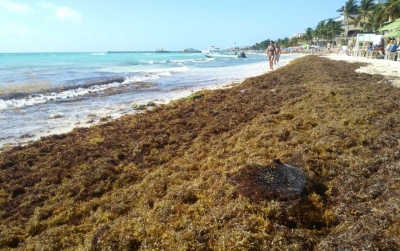 Alerta y preocupaci&oacute;n en hoteleros de Quintana Roo por el sargazo