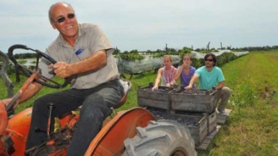 Elio Venturini, propietario de El Rosel,  de recorrida con turistas en plena cosecha de las uvas 