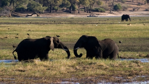 Parque Nacional Chobe