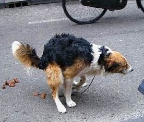 Incentivos en China: ganarán oro por recoger excrementos de perro