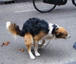 Incentivos en China: ganarán oro por recoger excrementos de perro