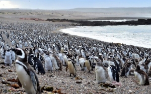 Fuimos hasta Punta Tombo