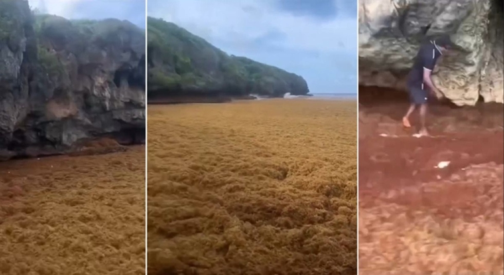 Preocupación entre empresarios y turistas de la península de Samaná por la invasión de sargazo