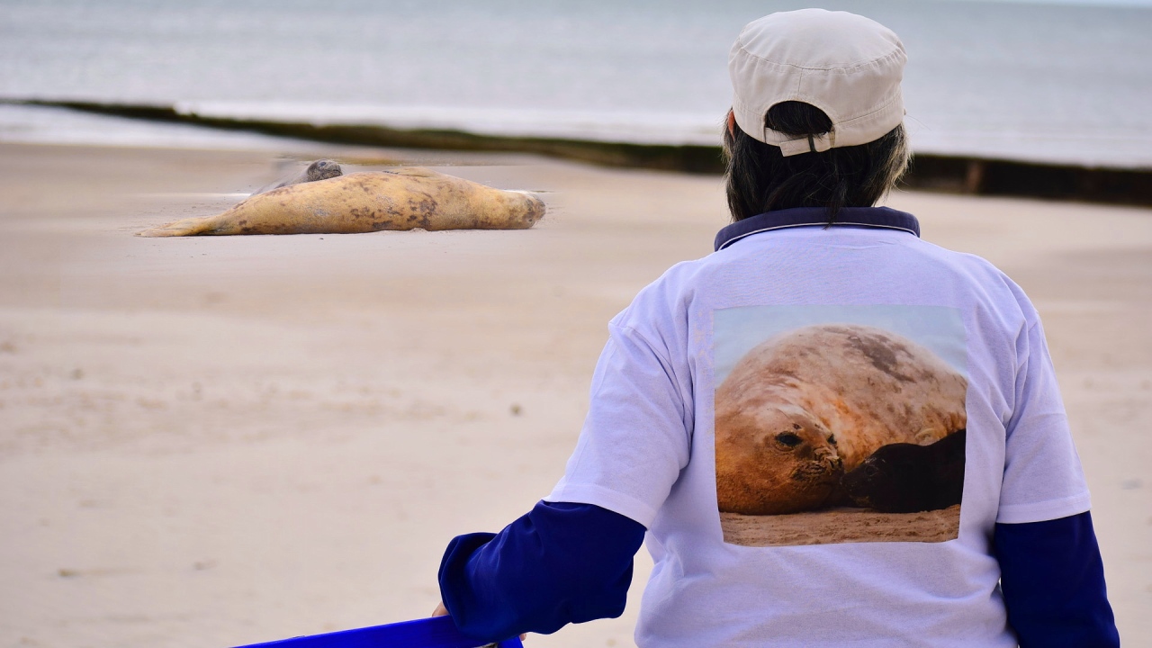 Nace en Piriápolis Francisco (¿o Francisca?) un/a elefante marino