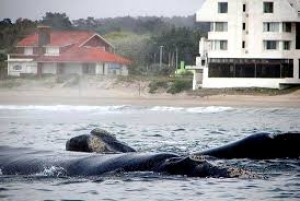 Agenda de actividades en Maldonado entre el 25 de julio y el 1&ordm; de agosto de 2018