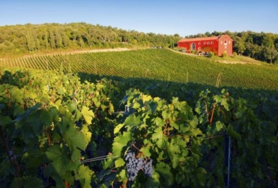   Un vino creado bajo los preceptos del feng shui