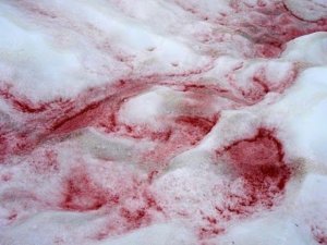 Comiendo nieve con sabor a sand&iacute;a