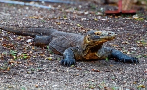 Adi&oacute;s al turismo de dragones: Indonesia cerrar&aacute; Komodo en 2020