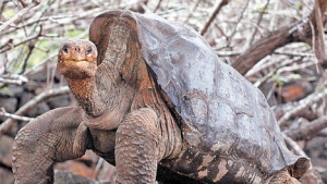 Un emblema de las islas. La tortuga Gal&aacute;pago puede vivir hasta 170 a&ntilde;os y llega a pesar 220 kilos.