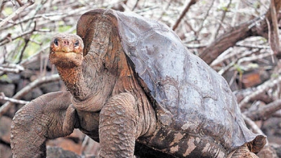 Un emblema de las islas. La tortuga Galápago puede vivir hasta 170 años y llega a pesar 220 kilos.