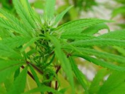 Islas del Caribe se plantean legalizar marihuana