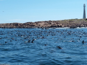 Isla e Islote de Lobos ingresa al Sistema Nacional de Áreas Protegidas de Uruguay