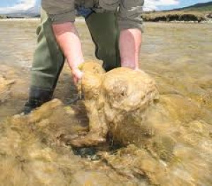 Alga se expande en r&iacute;os del sur de Chile