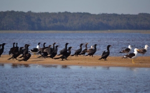 Uruguay aprob&oacute; el Plan de Manejo del Paisaje Protegido de Laguna de Rocha
