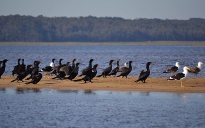 Uruguay aprob&oacute; el Plan de Manejo del Paisaje Protegido de Laguna de Rocha