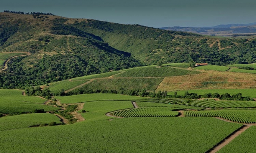 En Chile vive la ruta m&aacute;gica del vino