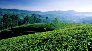 La Ruta del t&eacute; de Ceil&aacute;n