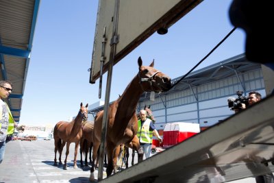 LAN CARGO transport&oacute; 50 caballos de polo desde Miami a Madrid