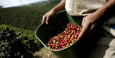 Cafetales de Colombia quieren ser patrimonio mundial de la humanidad. La Unesco incluyó su candidatura