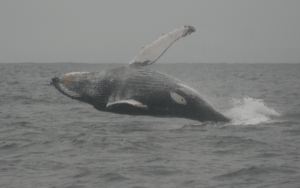 Ballenas jorobadas