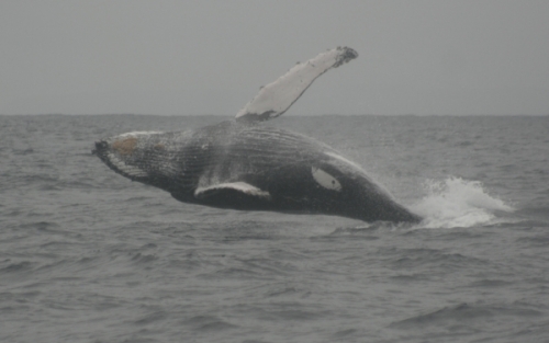 Ballenas jorobadas