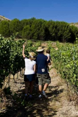 Un mill&oacute;n de euros para promocionar la ruta del vino Ribera del Duero