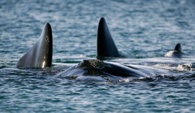 Las ballenas vuelven a visitar las costas patag&oacute;nicas
