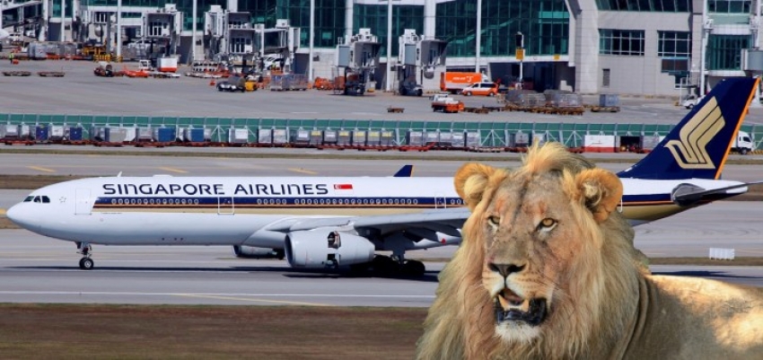 Dos leones se escapan de sus jaulas en el Aeropuerto de Singapur