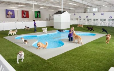 Terminal de lujo para animales en aeropuerto de Nueva York