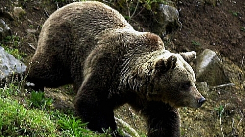 Celo de osos obliga a cerrar el Valle de los G&eacute;iseres