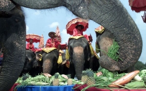 El turismo pone en peligro al elefante salvaje en Tailandia