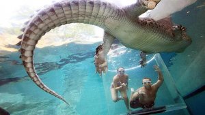 La &laquo;jaula de la muerte&raquo;: 15 minutos en el agua con un cocodrilo gigante