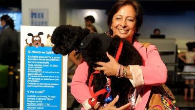 Por primera vez una mascota viaja con su due&ntilde;a en la cabina