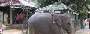 El negocio de los elefantes en Sri Lanka