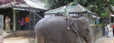 El negocio de los elefantes en Sri Lanka