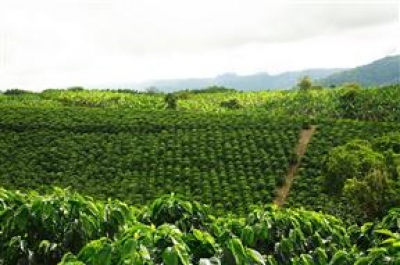 Caf&eacute;, tradici&oacute;n y turismo: un tri&aacute;ngulo exitoso
