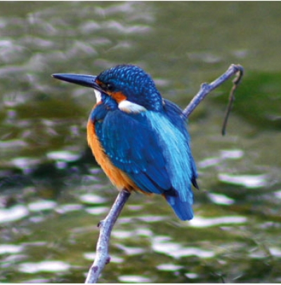 Un break para la naturaleza