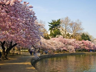   Jap&oacute;n con los ojos redondos
