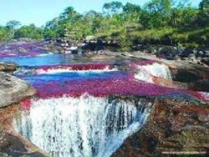 Colombia: restringen ingreso a Ca&ntilde;o Cristales