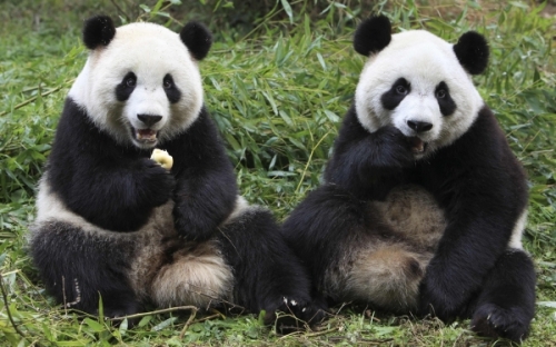Osos panda podr&iacute;an salvarse de la extinci&oacute;n gracias al ecoturismo